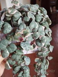 Ceropegia woodii variegata