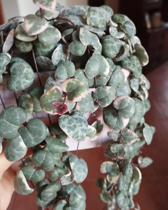 Ceropegia woodii variegata
