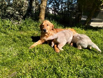 GOLDEN Retriver