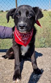 Blue,cagnolino triste in canile