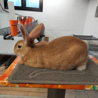 Coniglio