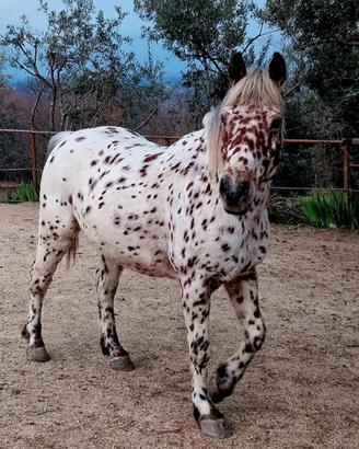 Cavallo