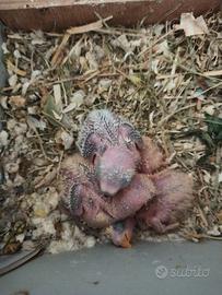 Inseparabili da imbecco