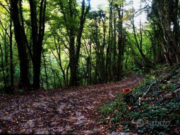 Bosco con lago a Barberino di Mugello