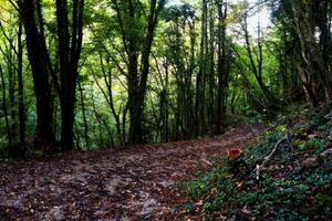 Bosco con lago a Barberino di Mugello