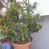 agrumi 