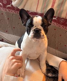 Bulldog Francese femmine 3 mesi