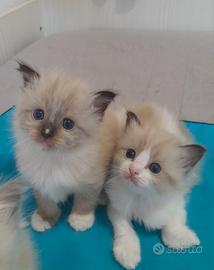 Cuccioli Ragdoll
