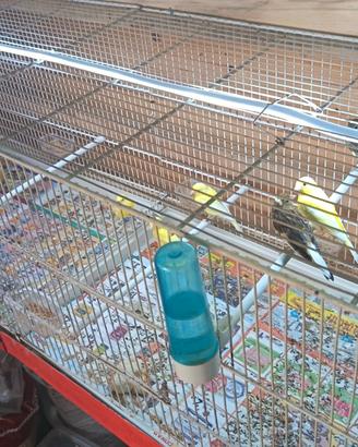 Canari spagnoli