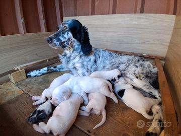 Setter inglese