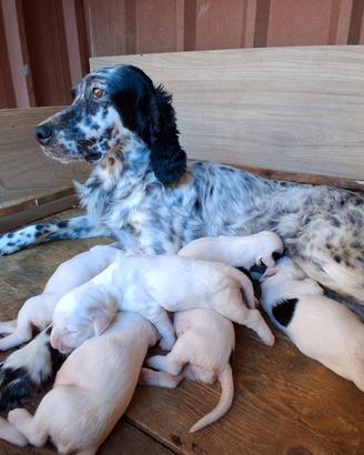 Setter inglese