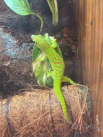 Phelsuma madagascariensis grandis