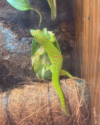 Phelsuma madagascariensis grandis