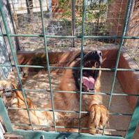 Cane pastore tedesco 1 anno