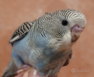 Cocorite maschi allevate a mano