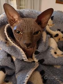Sphinx