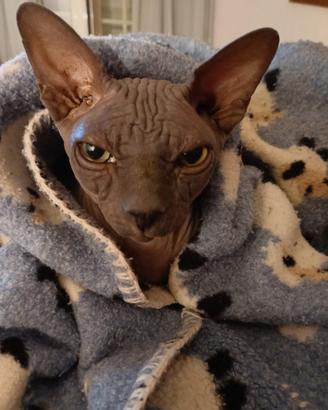 Sphinx