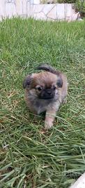 Chihuahua
