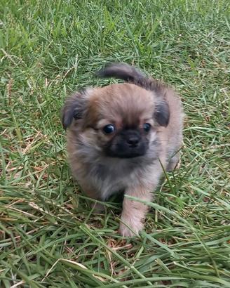 Chihuahua