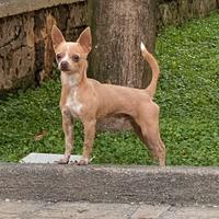 Chihuahua maschio disponibile per monta