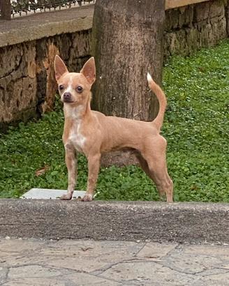 Chihuahua maschio disponibile per monta
