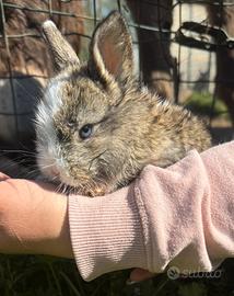 Coniglio testa di leone
