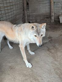 Cane lupo cecoslovacco