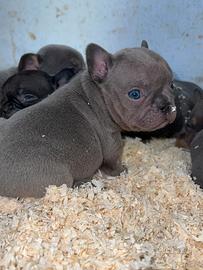 Cuccioli di Bulldog francese