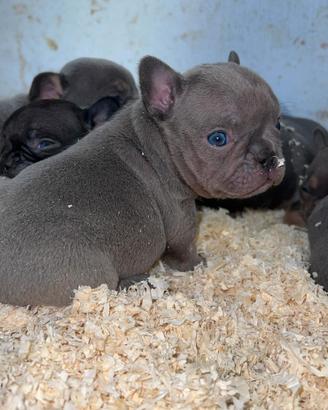 Cuccioli di Bulldog francese