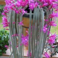 Talea di Aparocactus flagelliformis 
