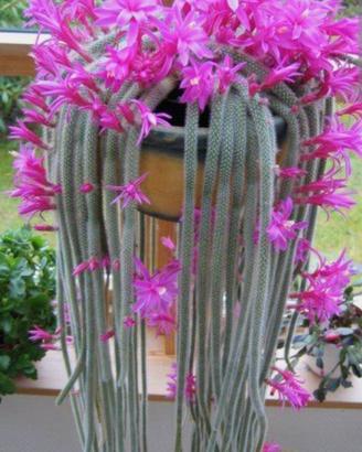 Talea di Aparocactus flagelliformis 