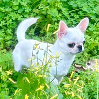 Chihuahua per monta con pedegree enci