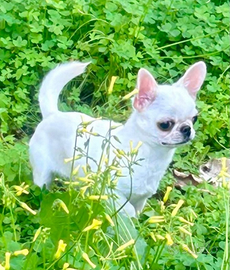 Chihuahua per monta con pedegree enci