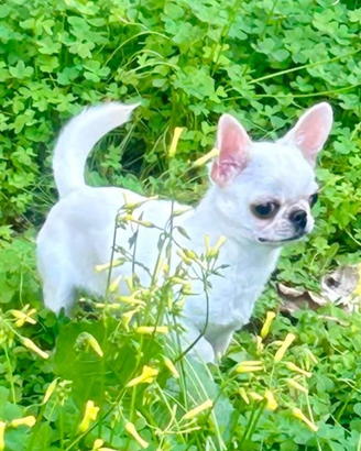 Chihuahua per monta con pedegree enci