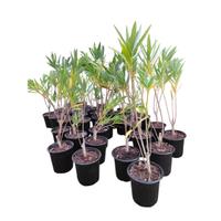 🌿 Piante di Oleandro in Vaso Ø16. Siepi, Giardin