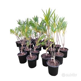 🌿 Piante di Oleandro in Vaso Ø16. Siepi, Giardin