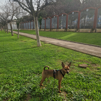 Maschio Pinscher disponibile per monta