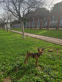 Maschio Pinscher disponibile per monta