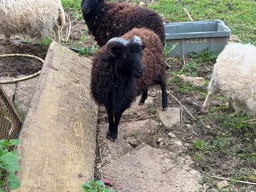 Maschio di pecora Ouesant