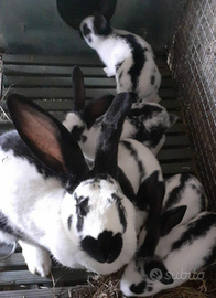 Conigli giganti di carne