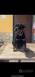 Cuccio femmina rottweiler