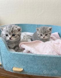British shorthair - Animali In vendita a Roma