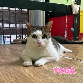 Yoga gattina biancogrigia di 2 anni