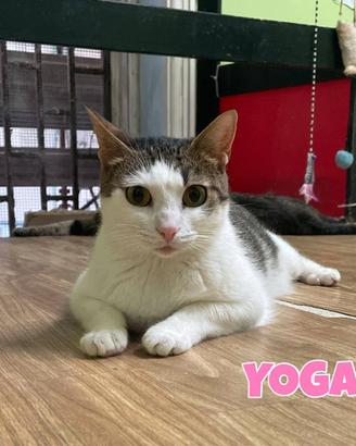 Yoga gattina biancogrigia di 2 anni