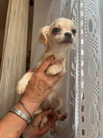Il nido di priscilla Chihuahua disponibili