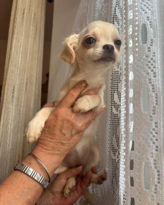 Il nido di priscilla Chihuahua disponibili
