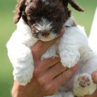 Lagotto romagnolo con pedigree