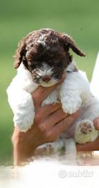 Lagotto romagnolo con pedigree