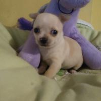 Chihuahua Toy maschietti