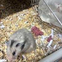 Criceti siriani pelo lungo